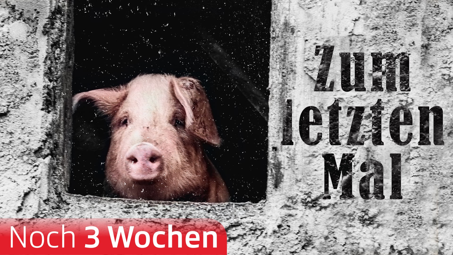 Zum letzten Mal