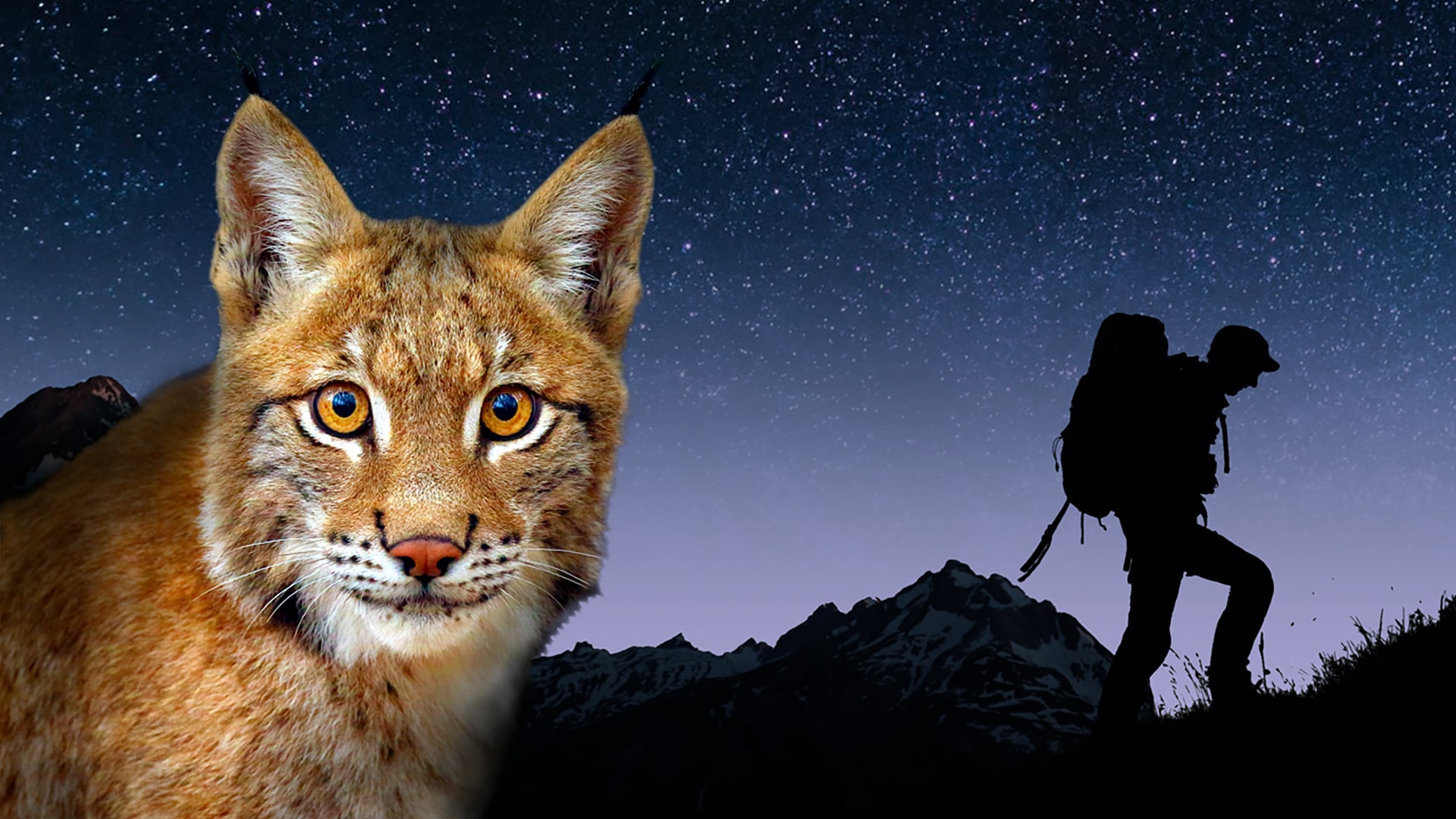 Le lynx à la croisée des chemins