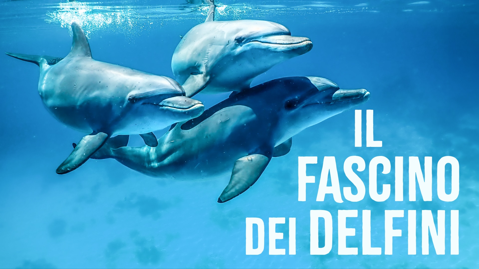 Il fascino dei delfini