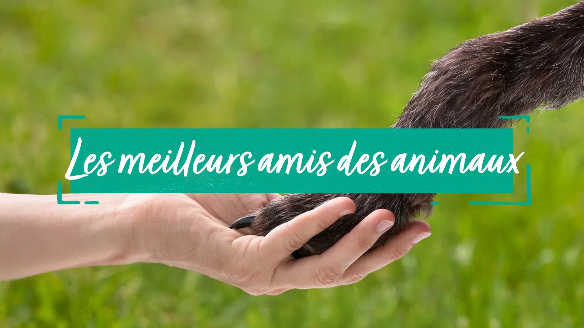 Les meilleurs amis des animaux