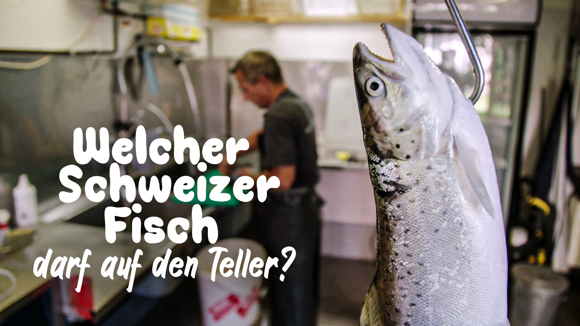 Welcher Schweizer Fisch darf auf den Teller?