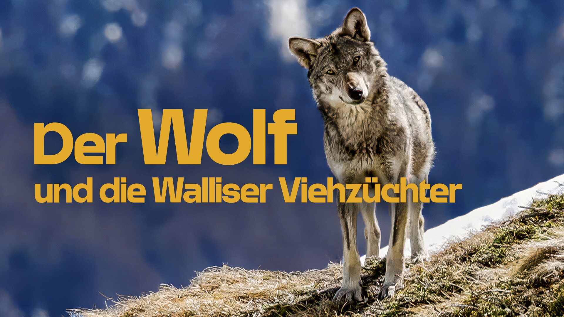 Der Wolf und die Waadtländer Viehzüchter