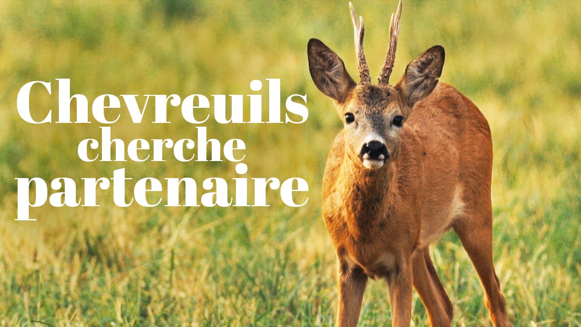 Chevreuil cherche partenaire...