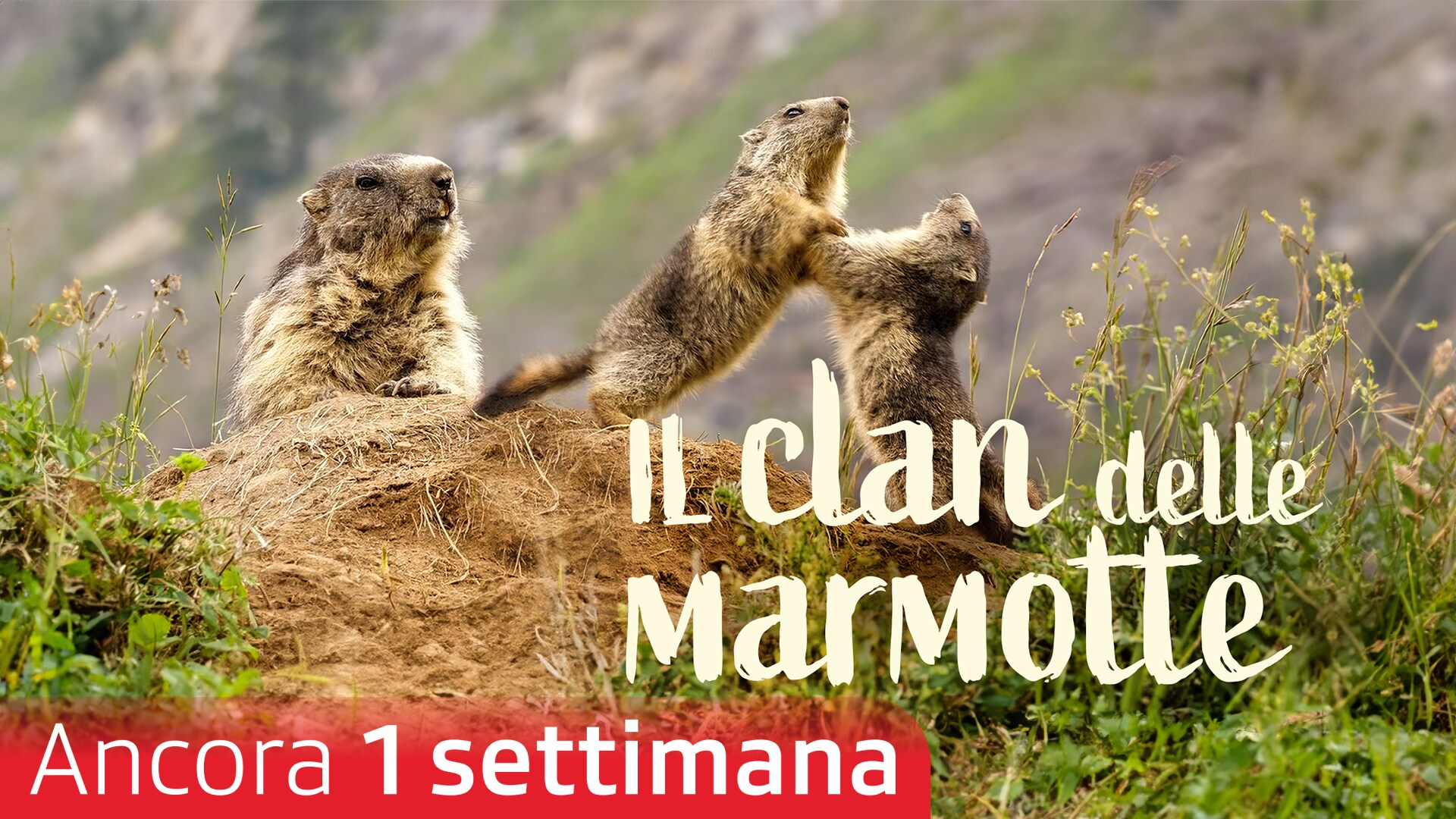 Il clan delle marmotte