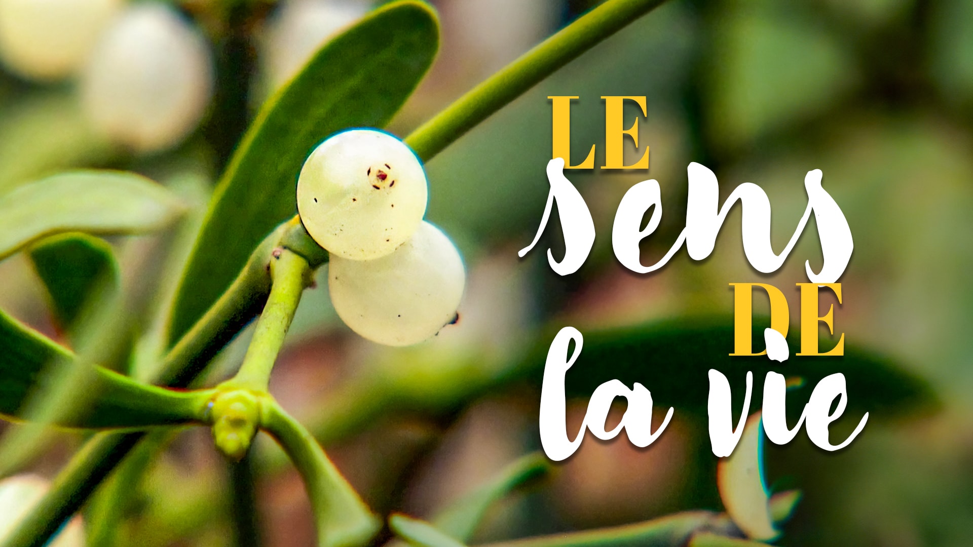 Le sens de la vie