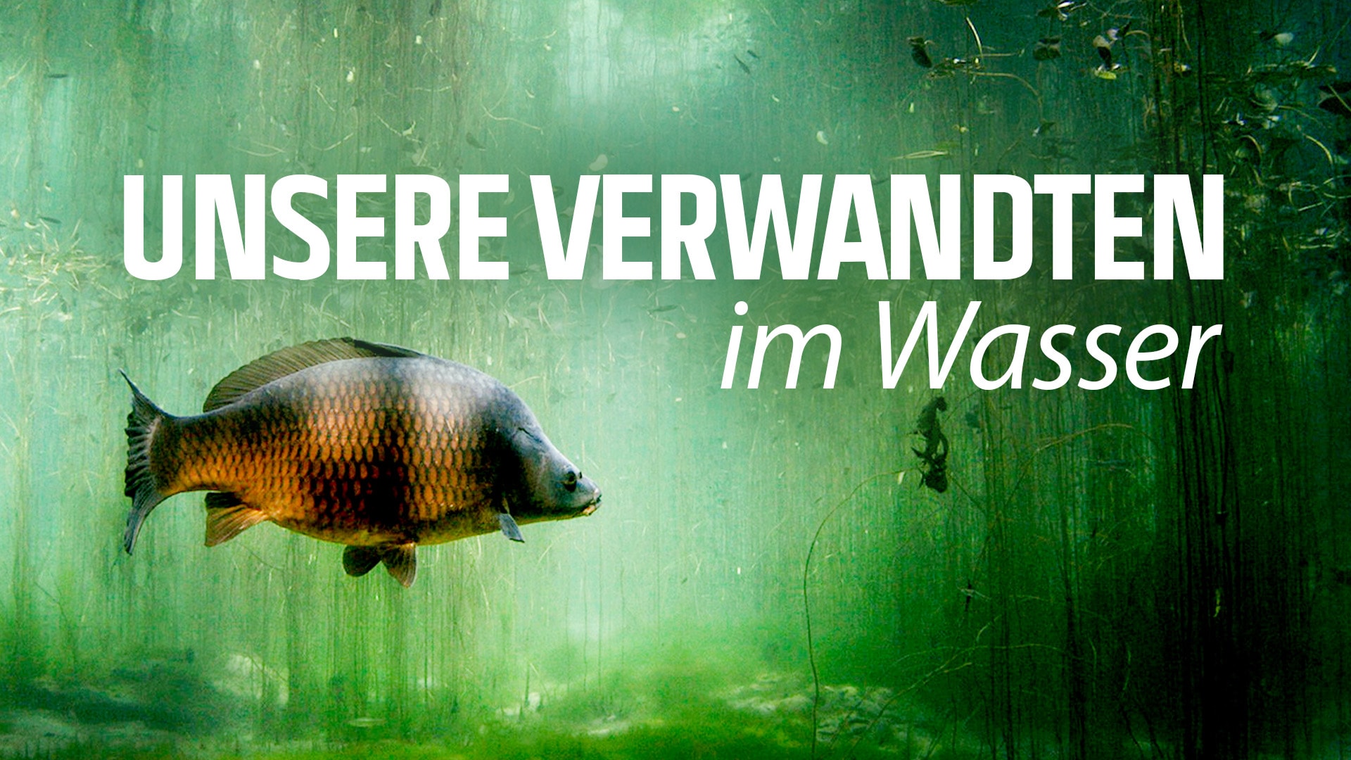 Unsere Verwandten im Wasser