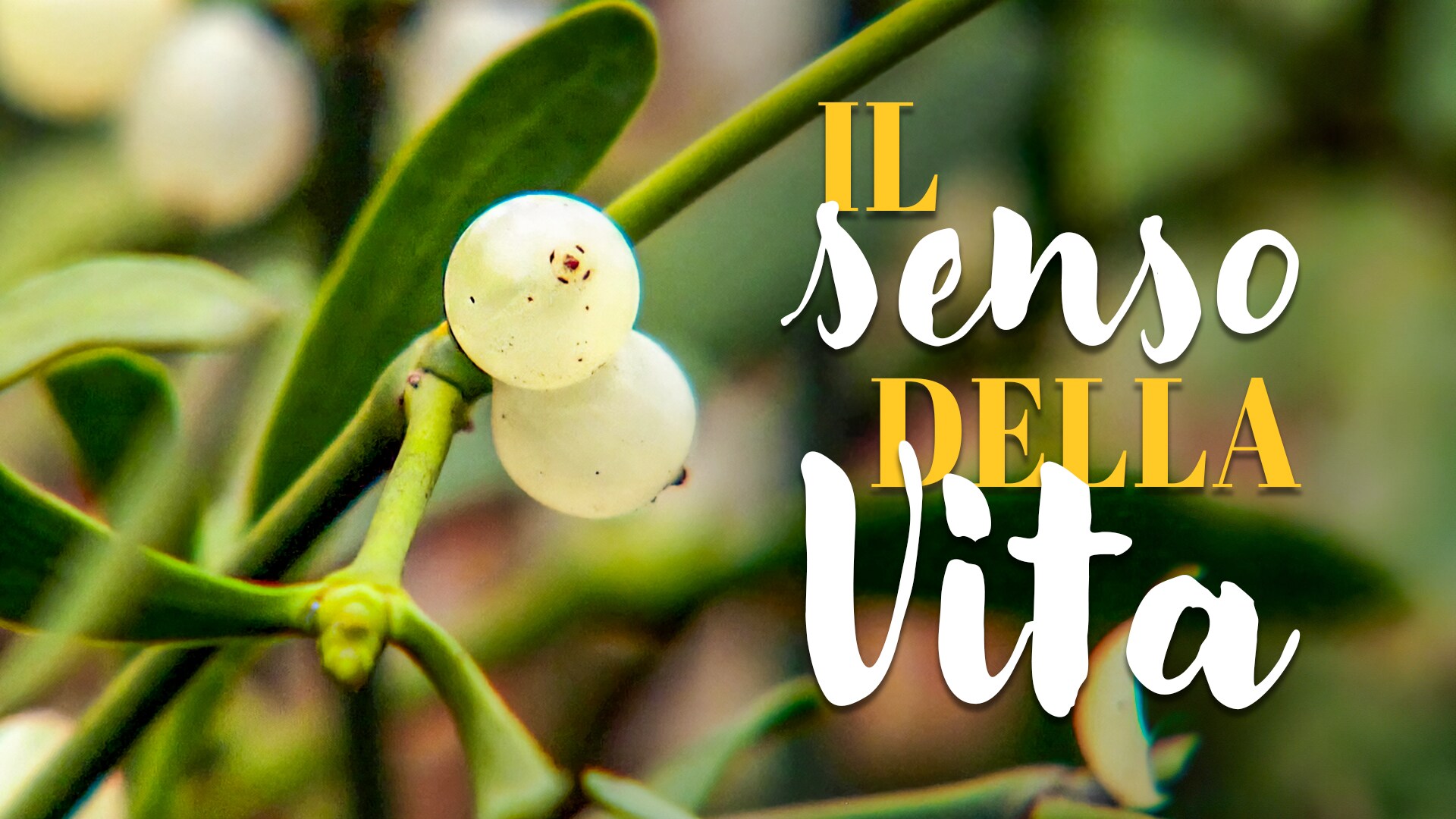 Il senso della vita