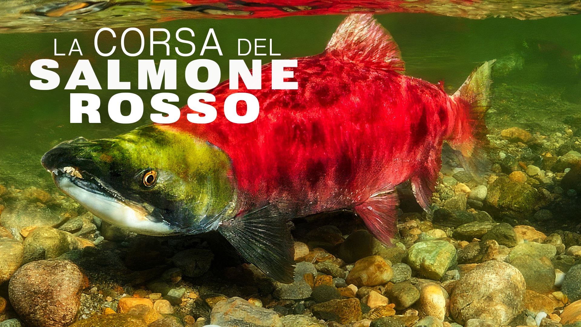 La corsa del salmone rosso