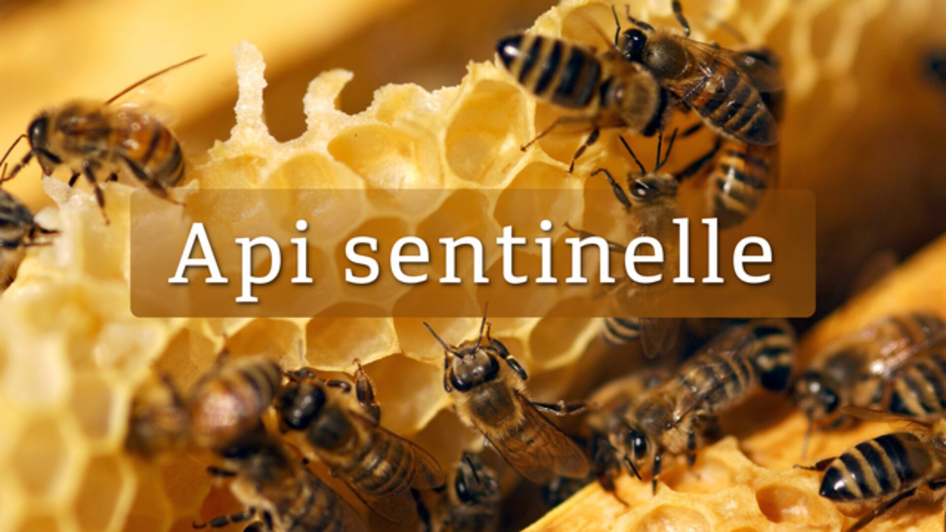 Bienen: Wächterinnen der Umwelt