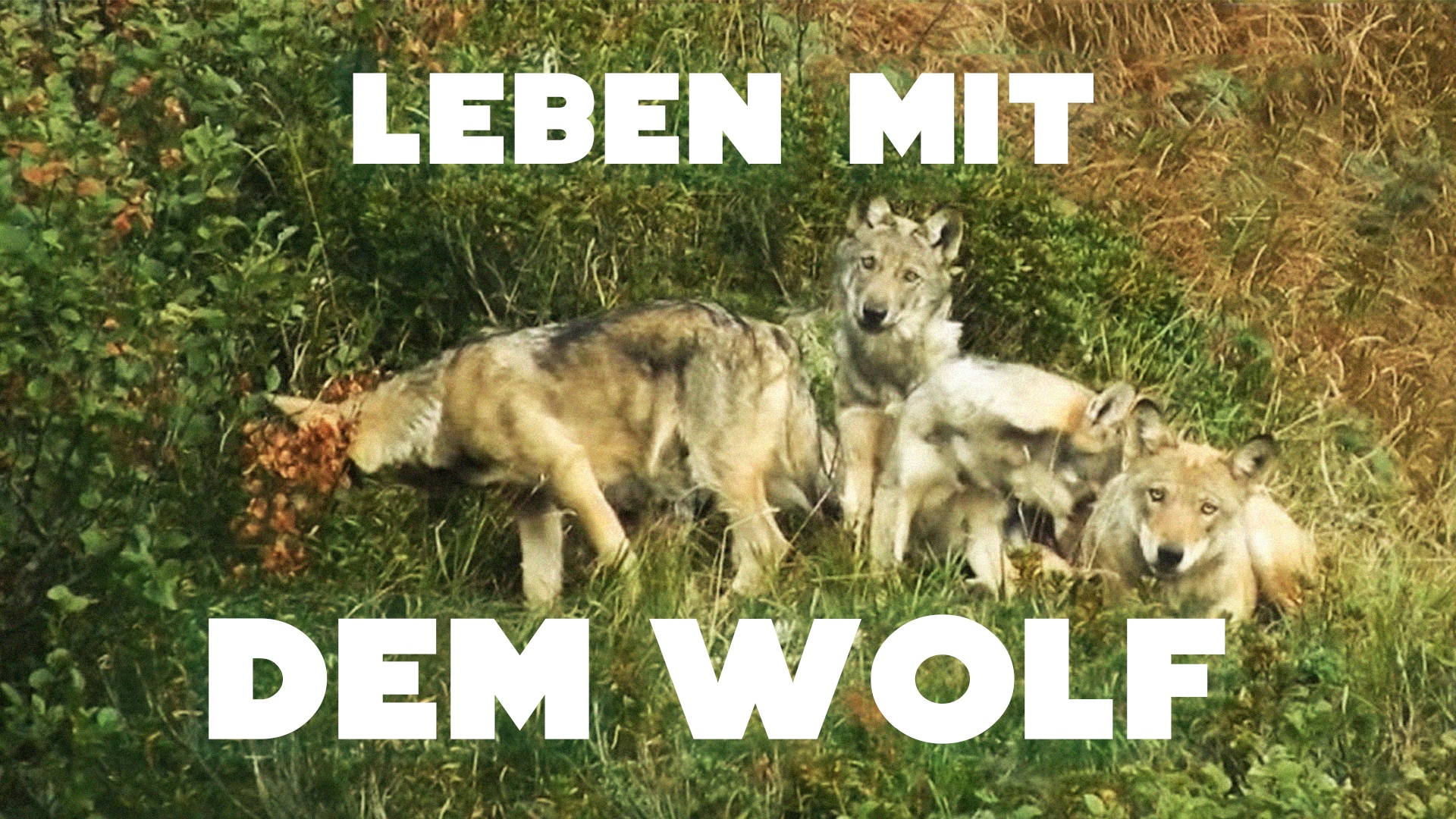 Leben mit dem Wolf