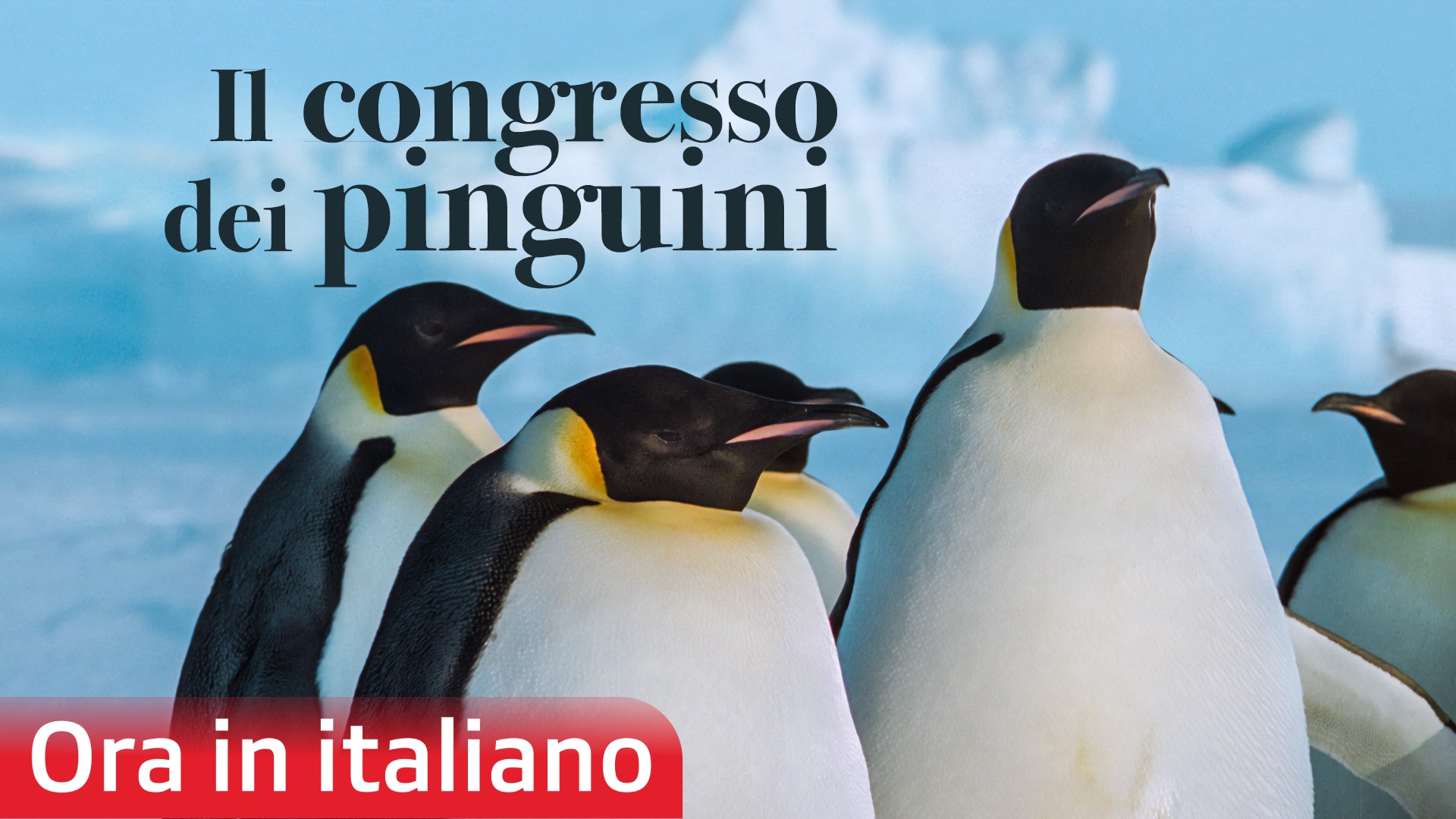 Il congresso dei pinguini
