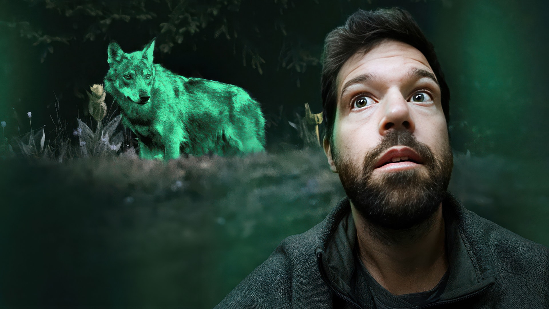 Le loup a-t-il (encore) peur de nous ?