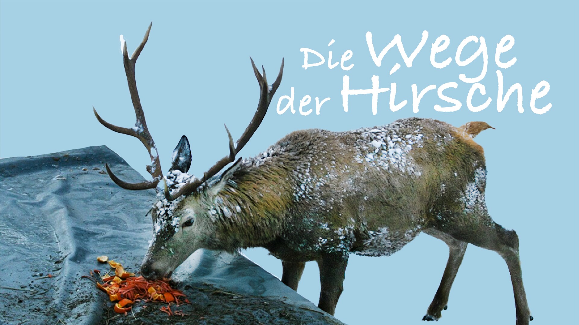 Die Wege der Hirsche