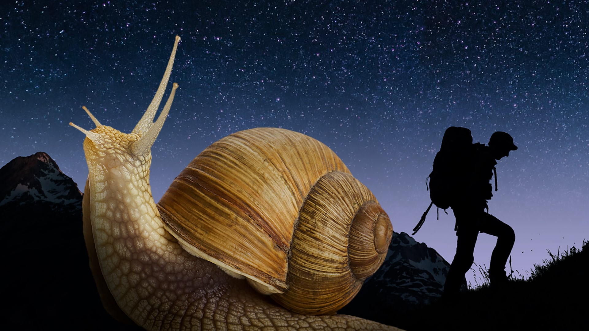 Die Schnecke