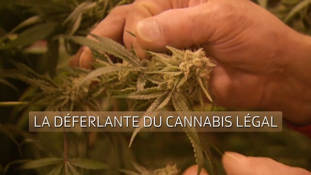 Der legale Cannabis-Wahnsinn