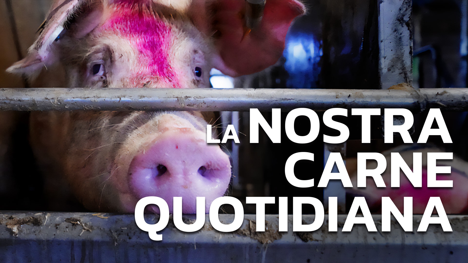 La nostra carne quotidiana