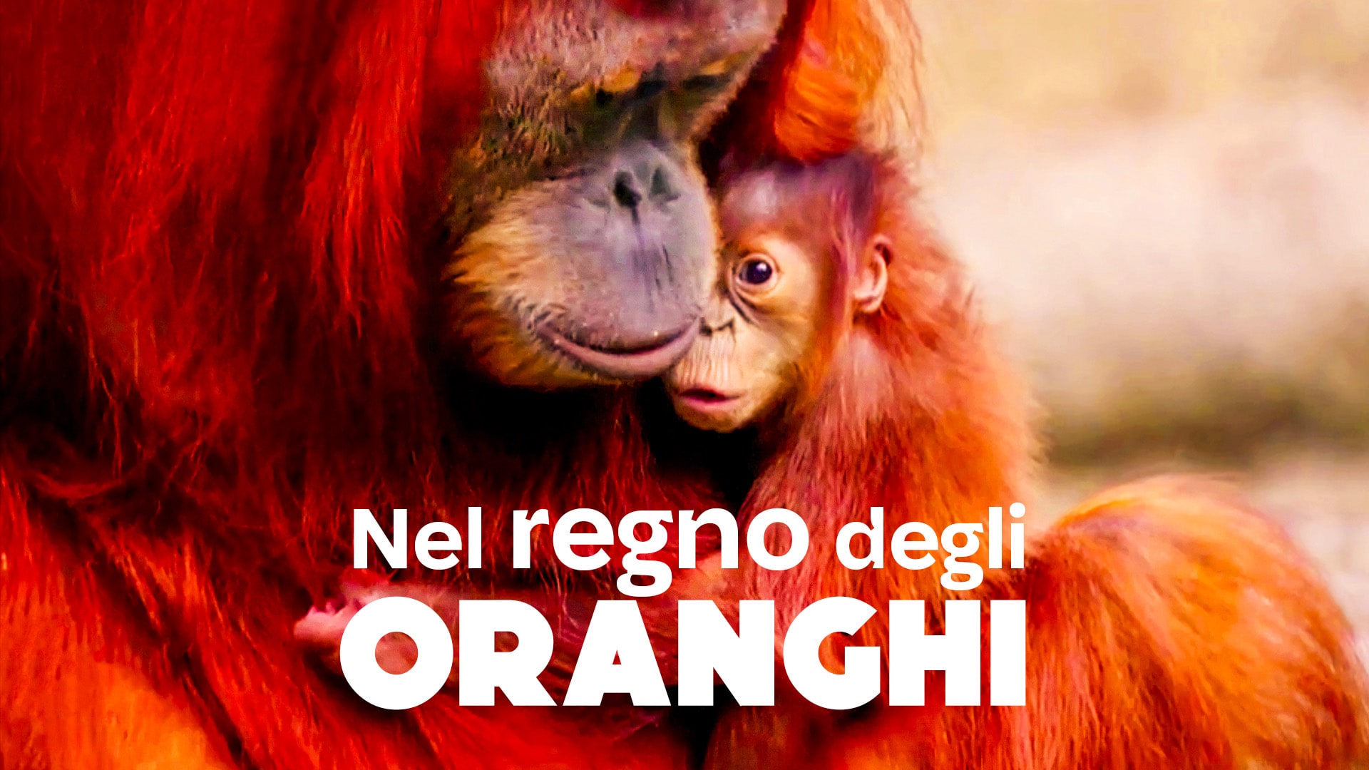 Nel regno degli oranghi