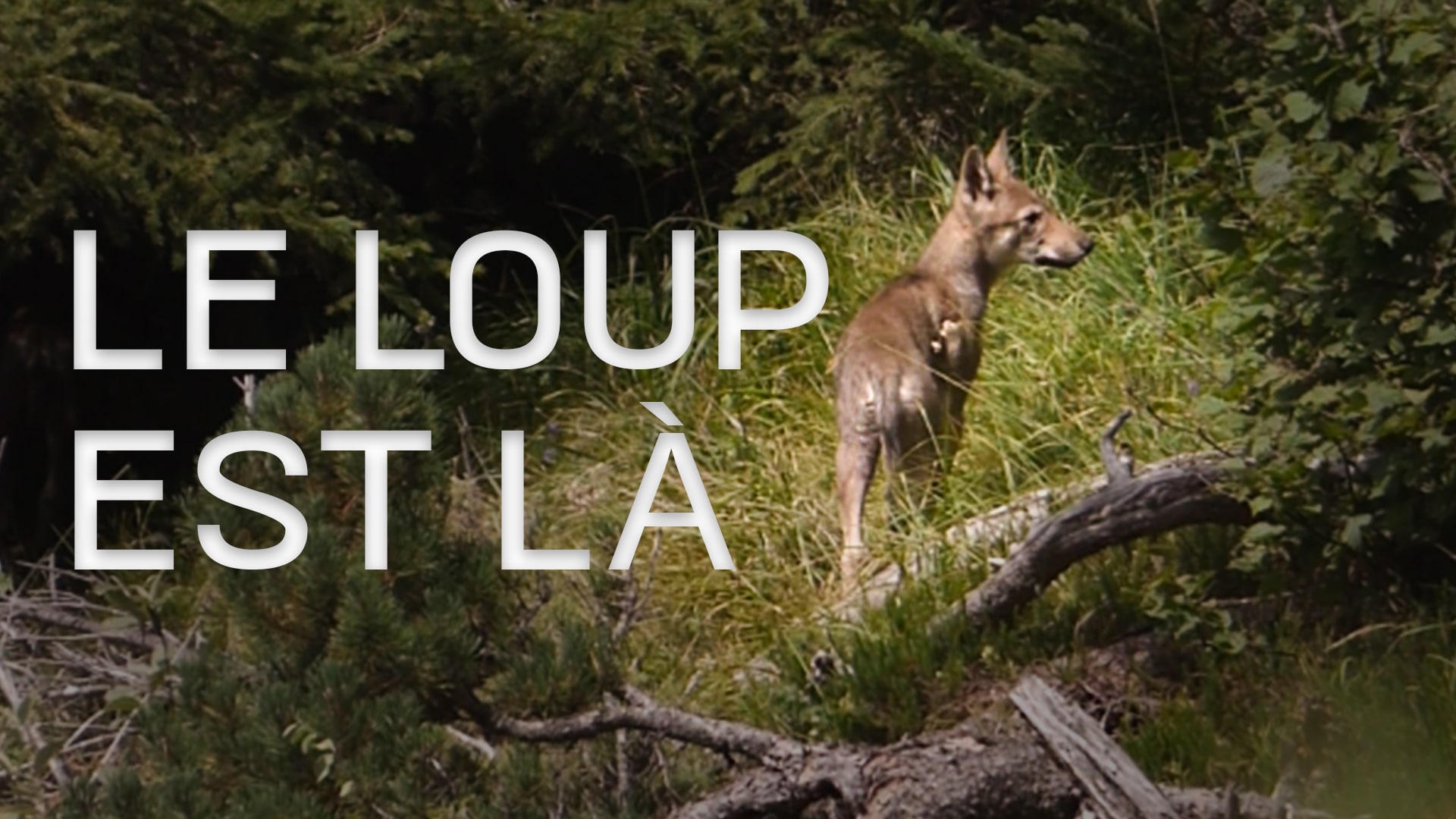 Le loup est là