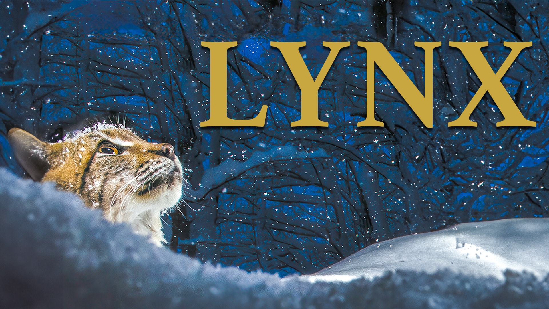 Lynx