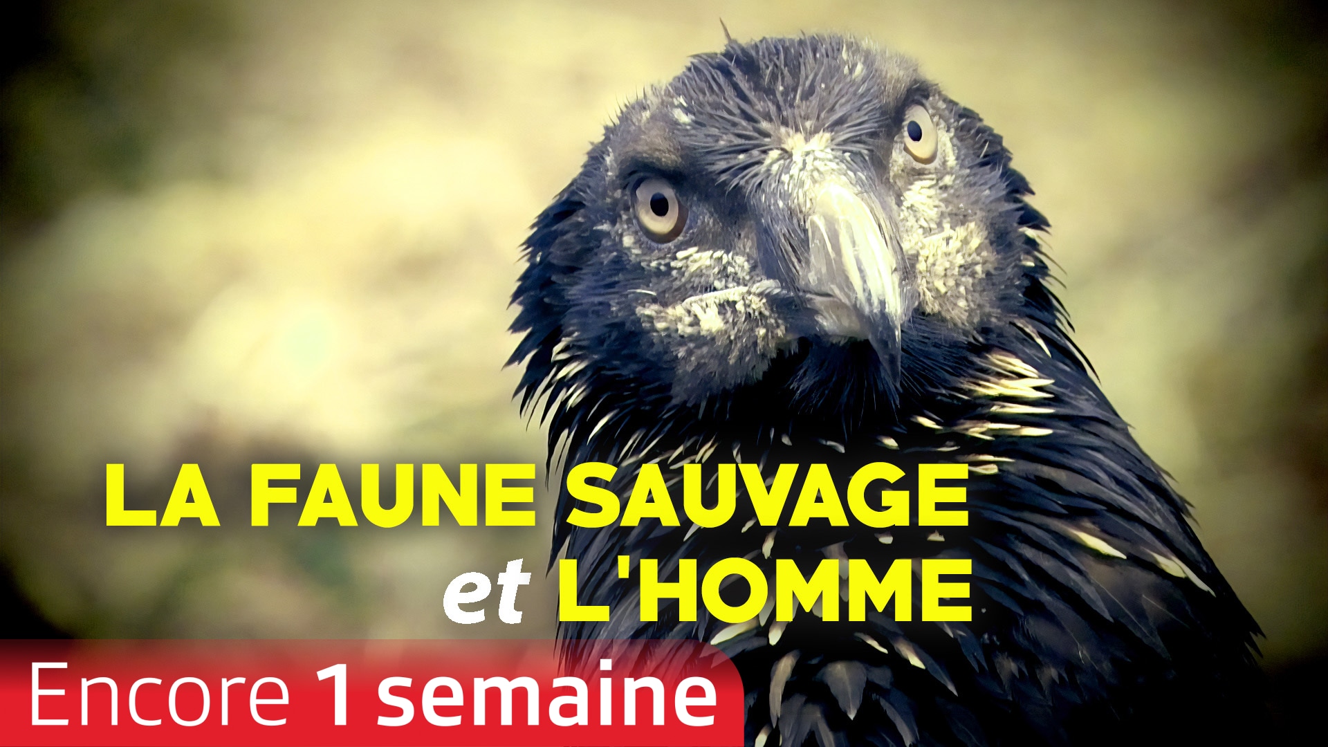 La faune sauvage et l'homme