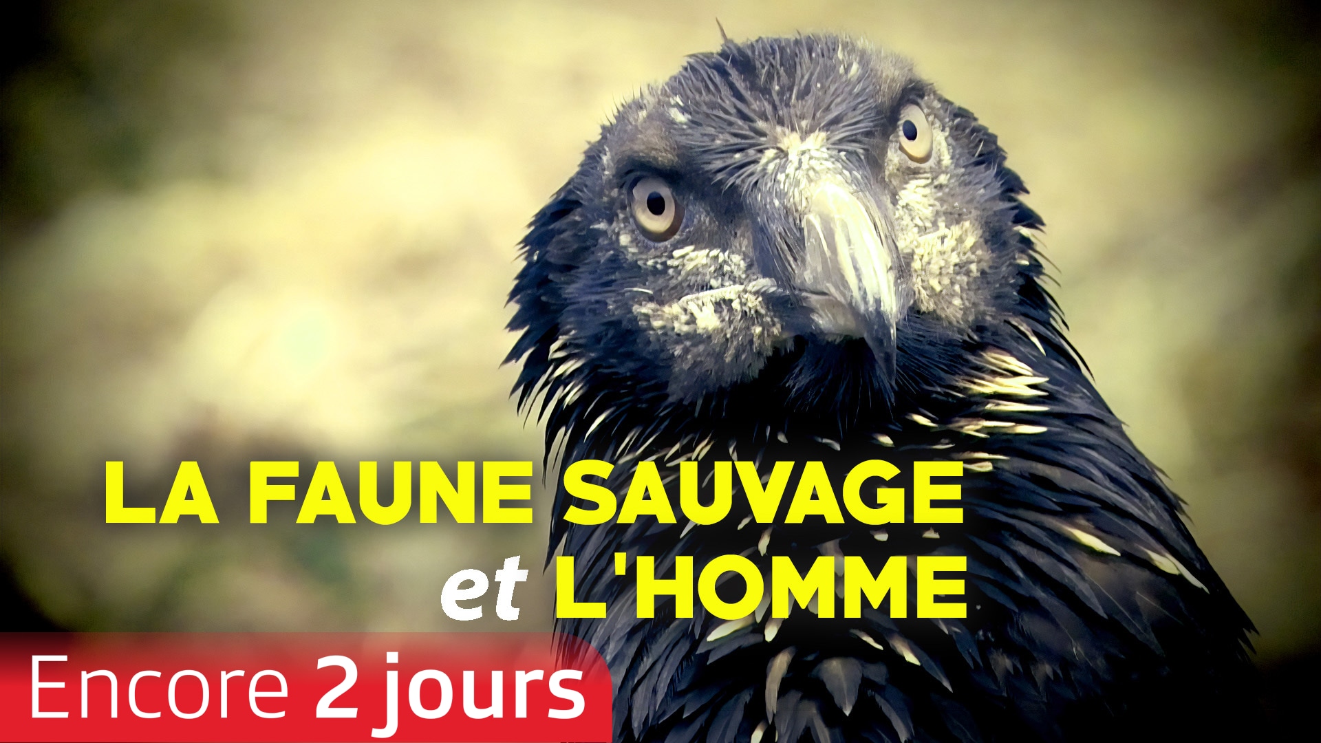 La faune sauvage et l'homme