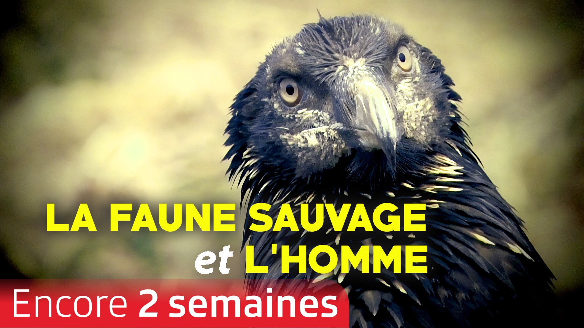 La faune sauvage et l'homme