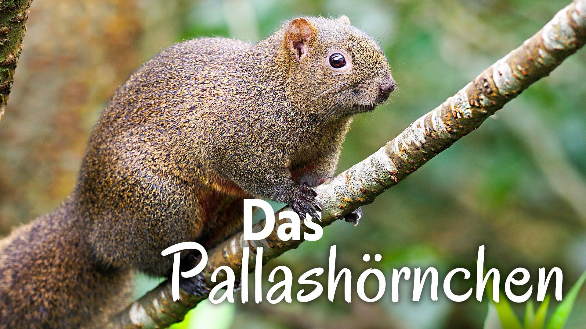 Das Pallashörnchen