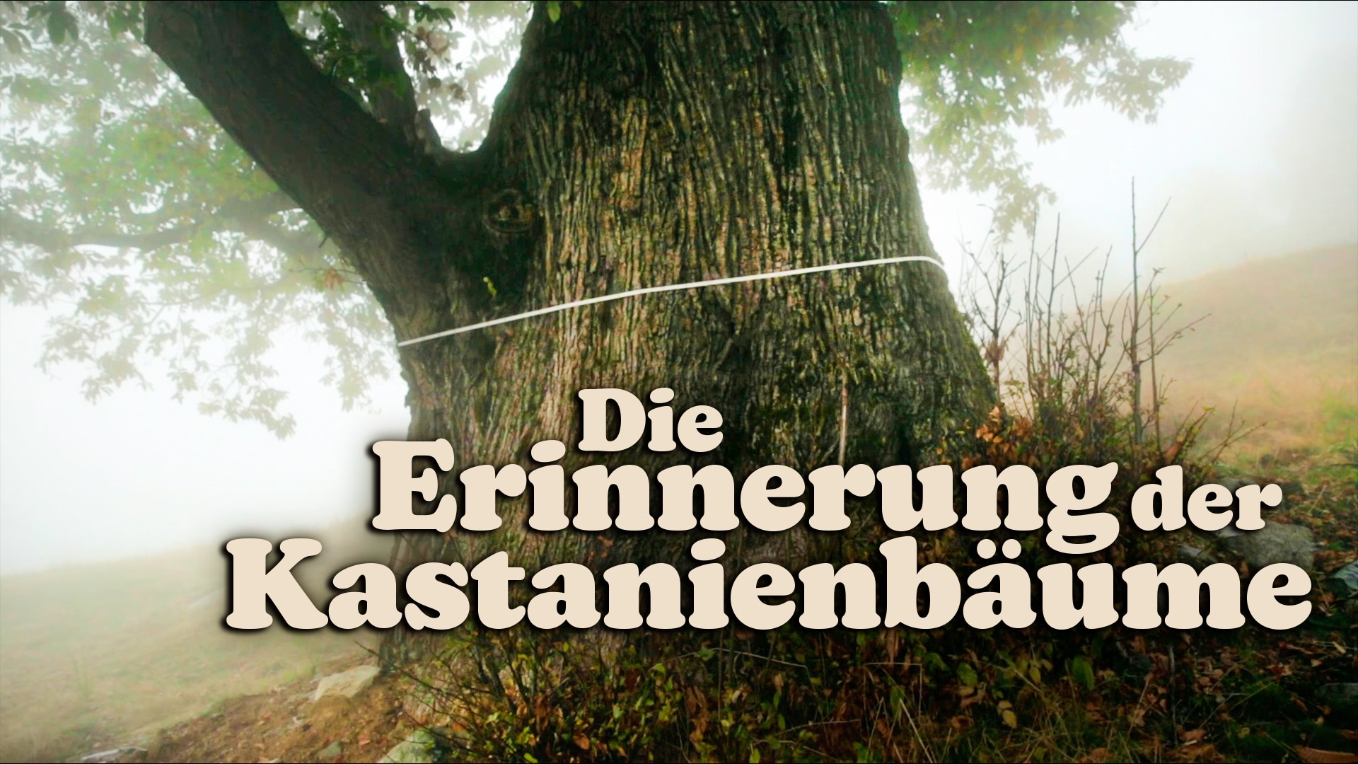 Die Erinnerung der Kastanienbäume