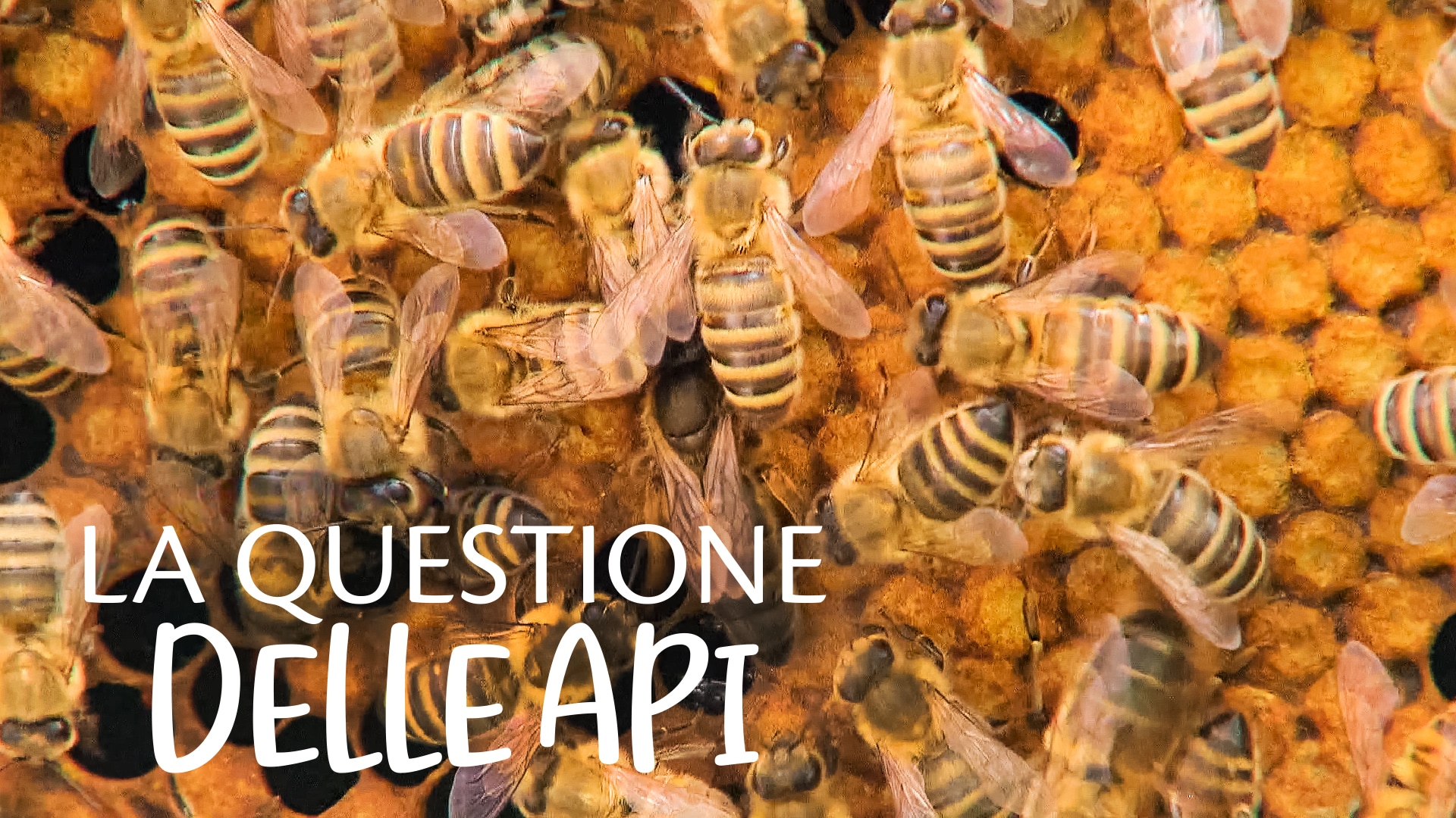 La questione delle api