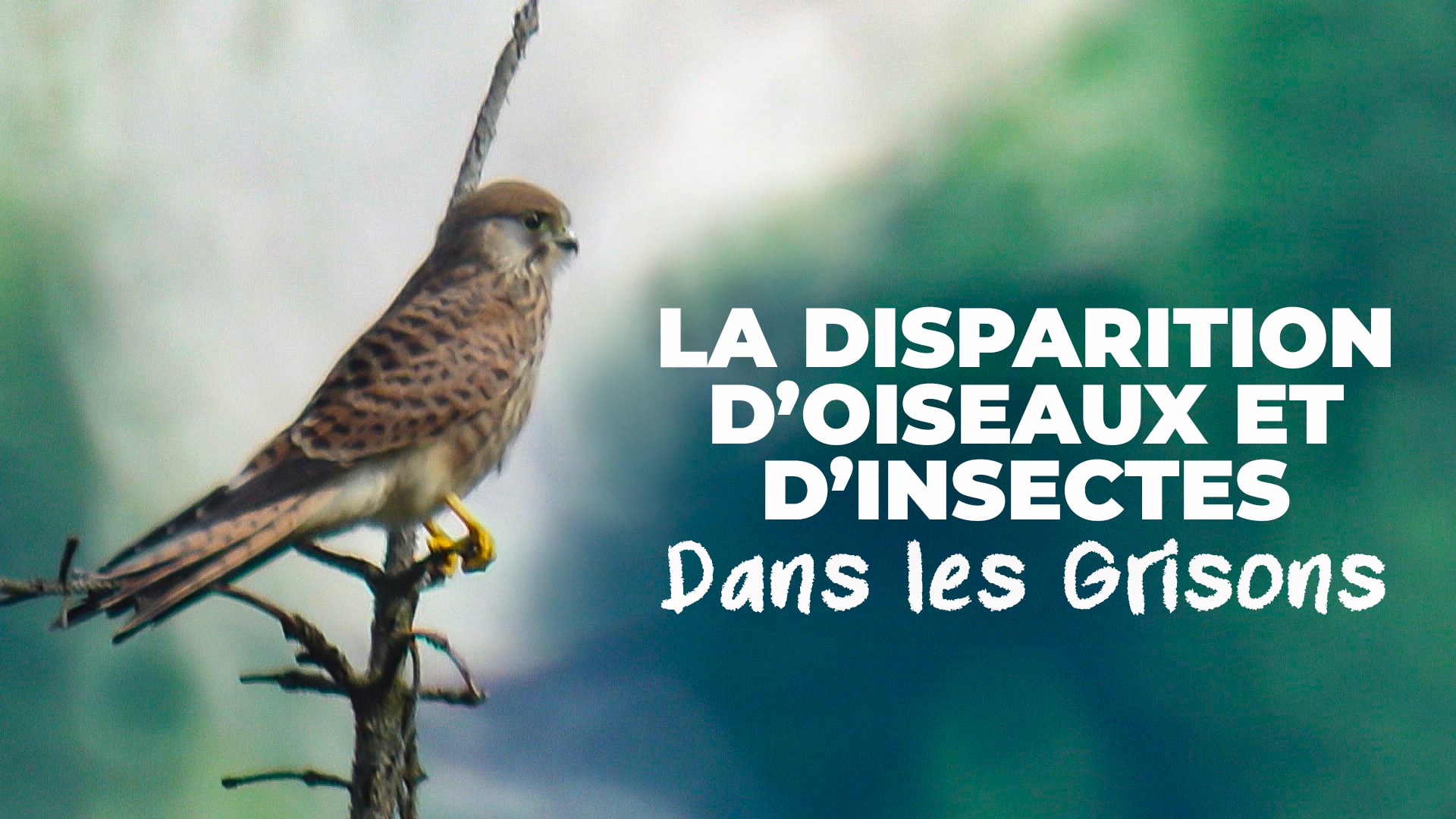 La disparition d'oiseaux et d'insectes dans les Grisons.