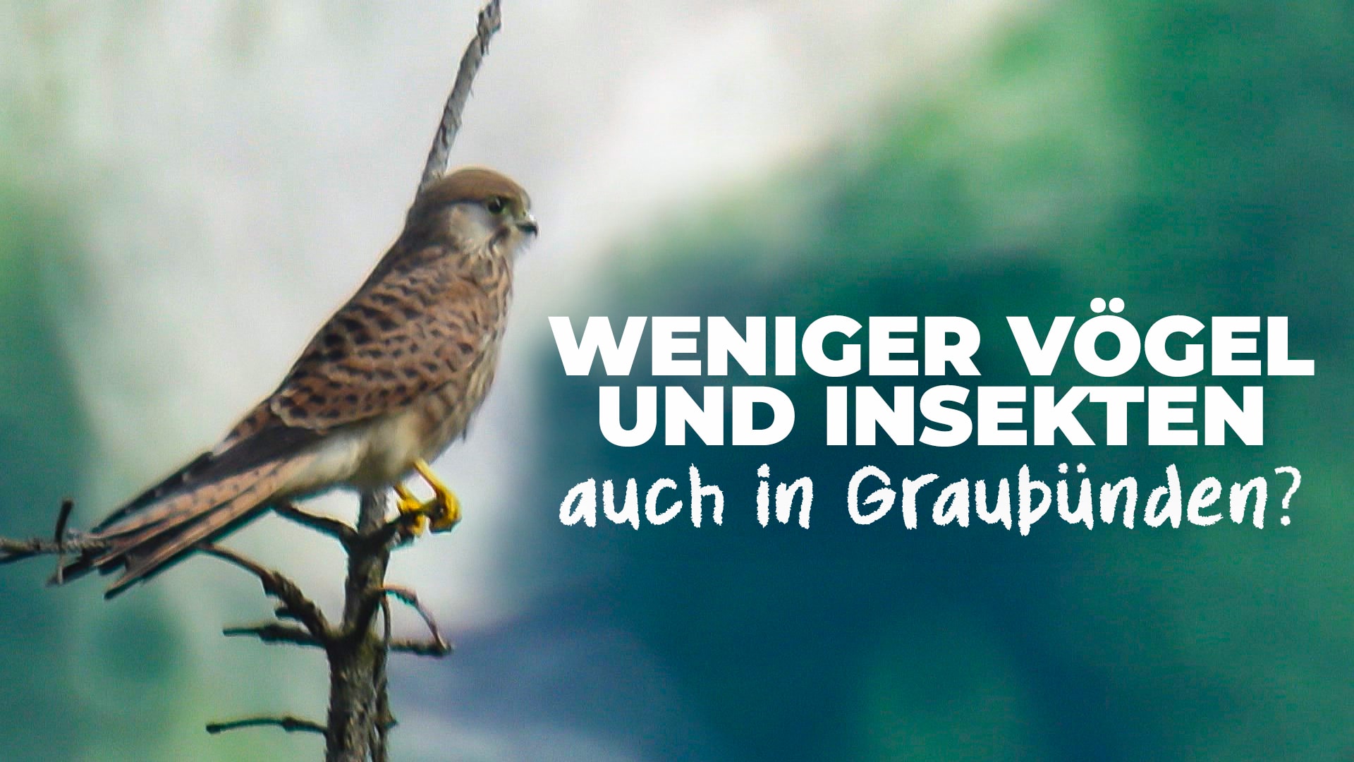 Es wird still - Weniger Vögel und Insekten auch in Graubünden?