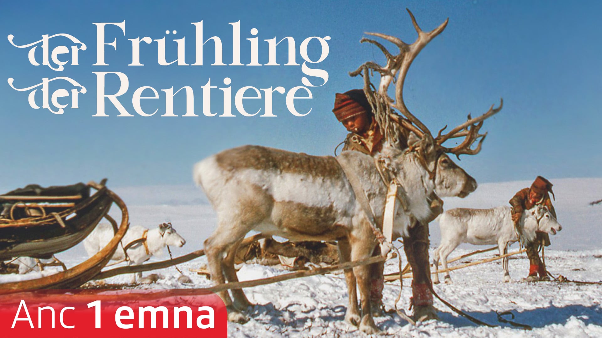 Der Frühling der Rentiere