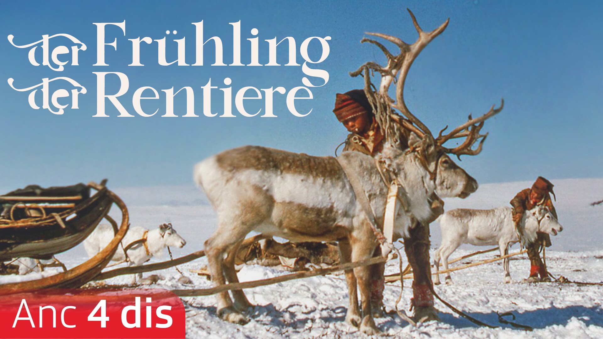 Der Frühling der Rentiere