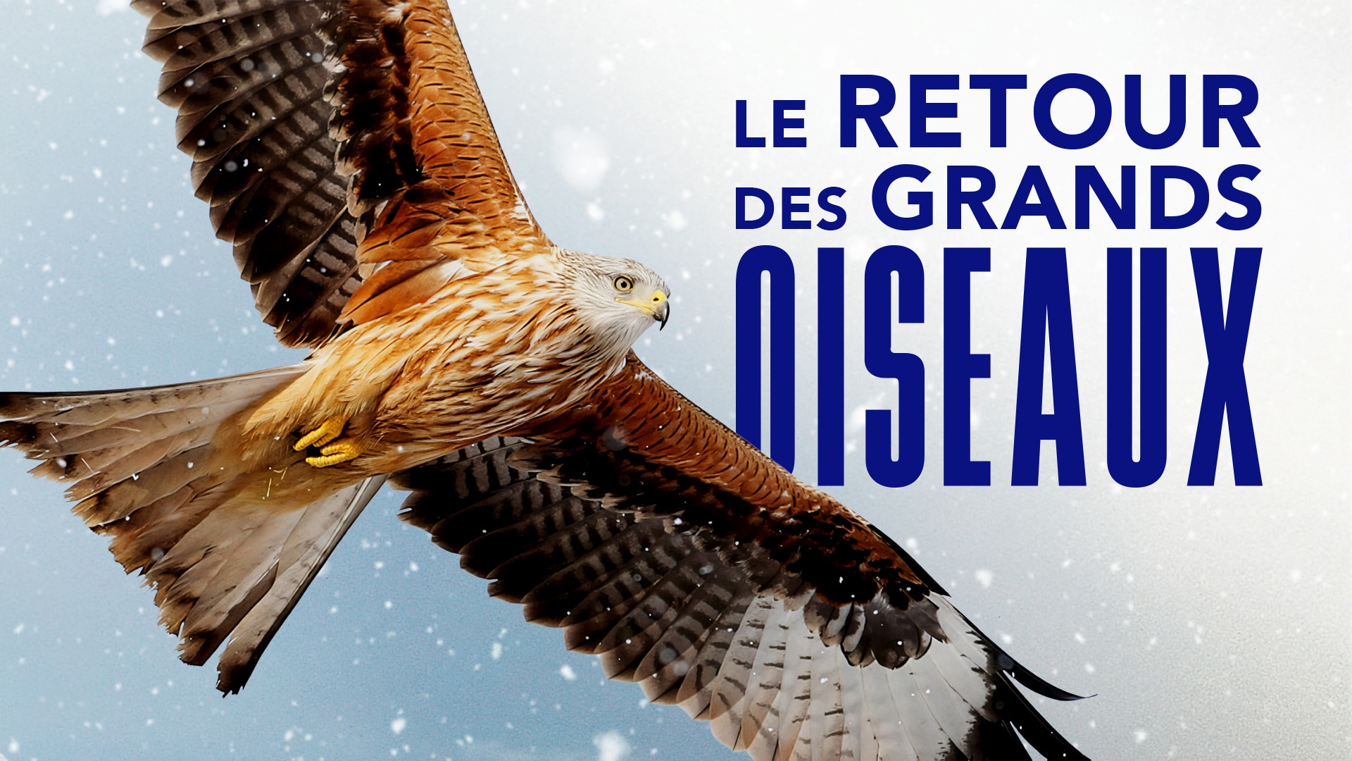 Le retour des grands oiseaux