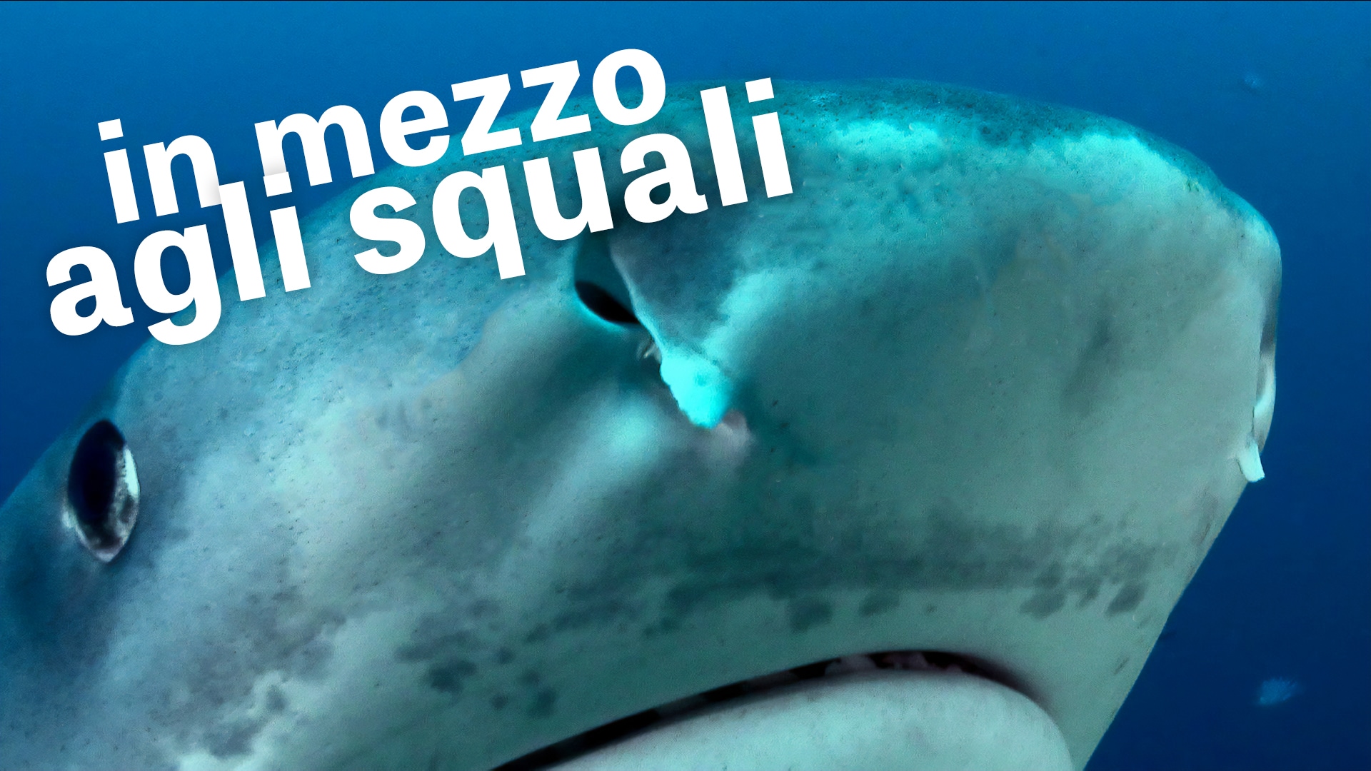 In mezzo agli squali